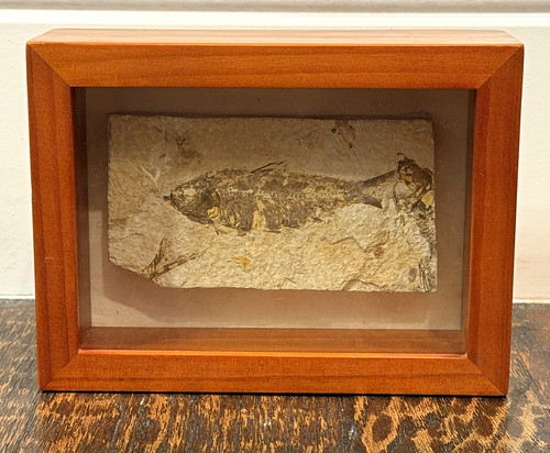 Framed diplomystus fish fossil - diplomystus,