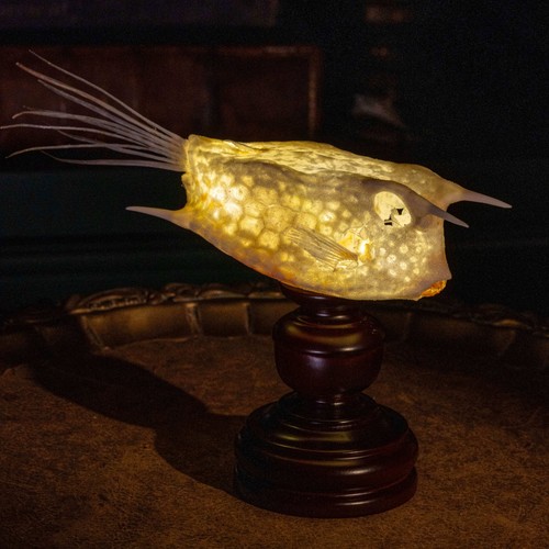 Real longhorn cowfish skeleton - real,